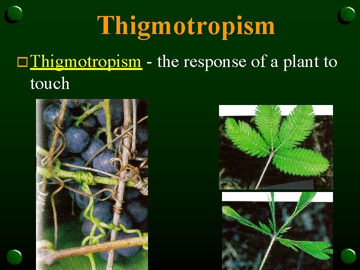 Thigmotropism o Thigmotropism touch - the response of a plant to 