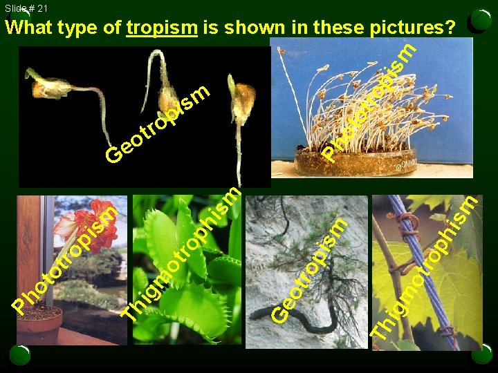 Slide # 21 ro p ism What type of tropism is shown in these