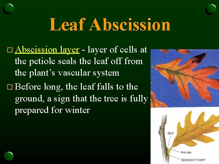Leaf Abscission o Abscission layer - layer of cells at the petiole seals the