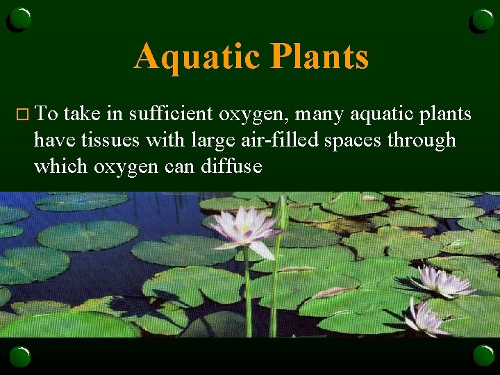 Aquatic Plants o To take in sufficient oxygen, many aquatic plants have tissues with