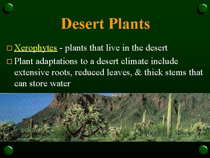 Desert Plants o Xerophytes - plants that live in the desert o Plant adaptations