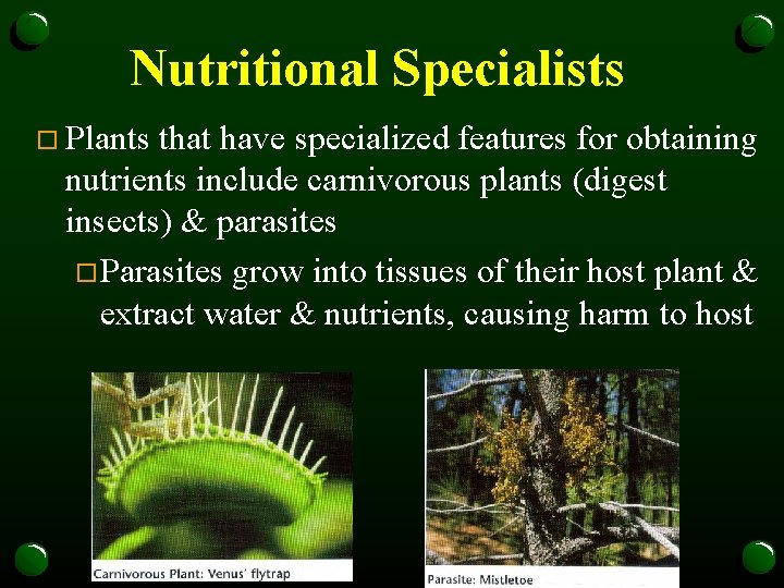 Nutritional Specialists o Plants that have specialized features for obtaining nutrients include carnivorous plants