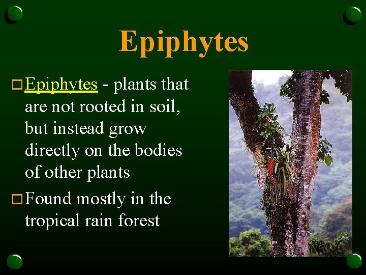 Epiphytes o Epiphytes - plants that are not rooted in soil, but instead grow