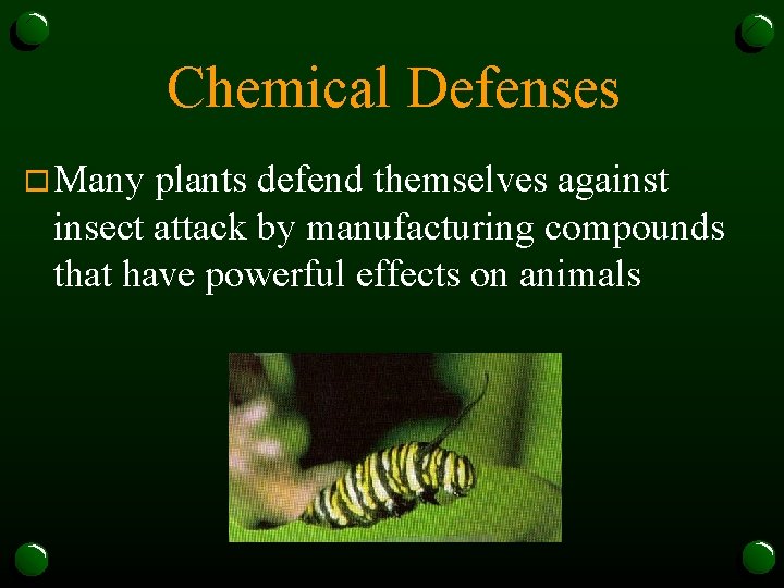 Chemical Defenses o Many plants defend themselves against insect attack by manufacturing compounds that