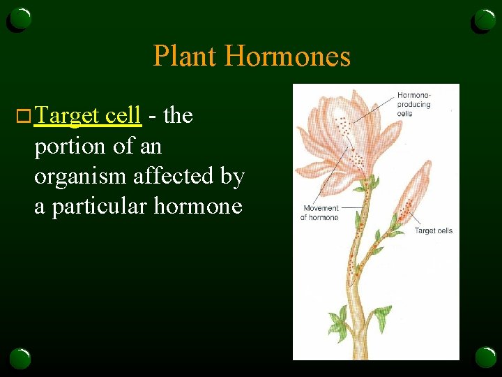 Plant Hormones o Target cell - the portion of an organism affected by a
