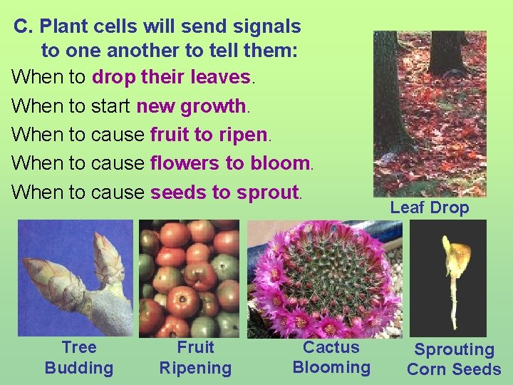 C. Plant cells will send signals to one another to tell them: When to