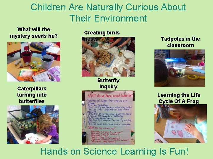 Children Are Naturally Curious About Their Environment What will the mystery seeds be? Caterpillars