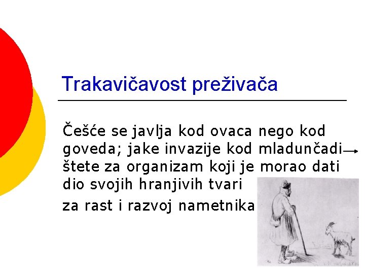 Trakavičavost preživača Češće se javlja kod ovaca nego kod goveda; jake invazije kod mladunčadi