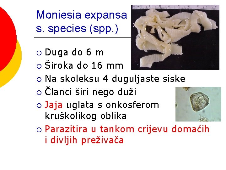 Moniesia expansa s. species (spp. ) Duga do 6 m ¡ Široka do 16