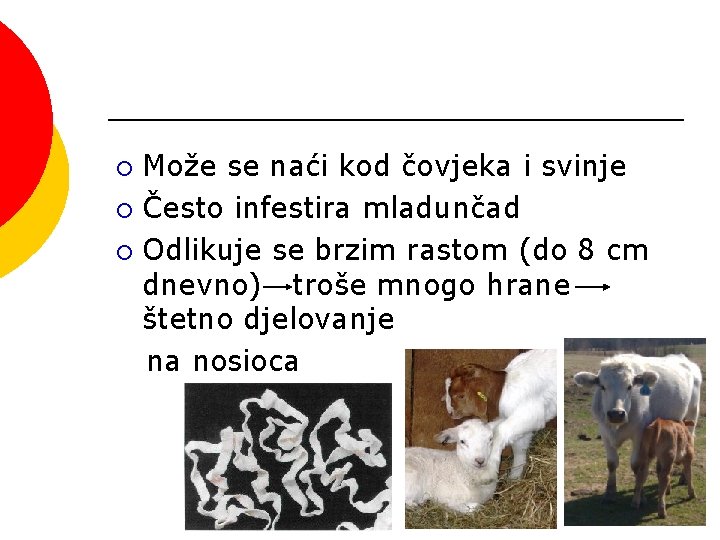 Može se naći kod čovjeka i svinje ¡ Često infestira mladunčad ¡ Odlikuje se