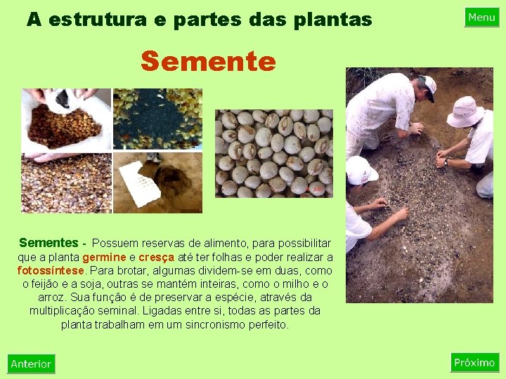 A estrutura e partes das plantas Sementes - Possuem reservas de alimento, para possibilitar