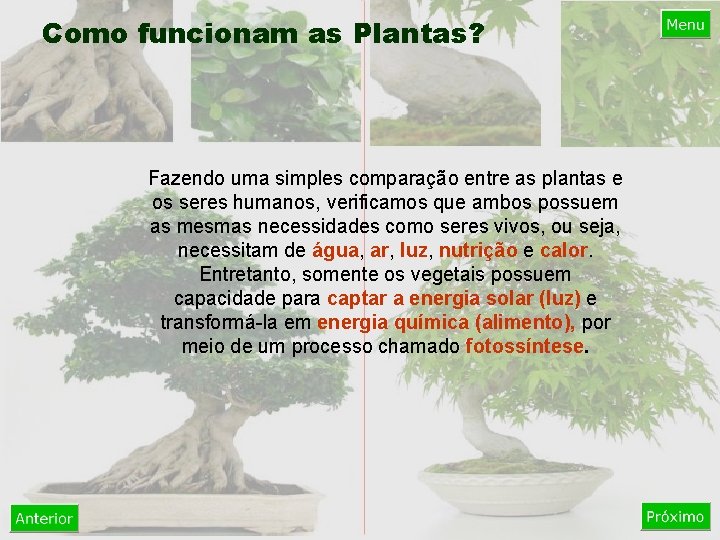 Como funcionam as Plantas? Fazendo uma simples comparação entre as plantas e os seres