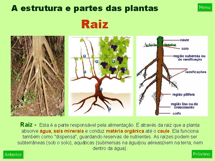 A estrutura e partes das plantas Raiz - Esta é a parte responsável pela