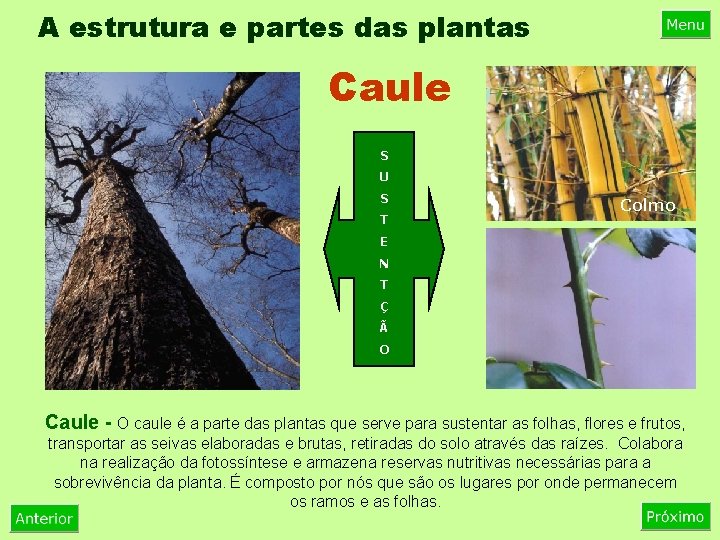 A estrutura e partes das plantas Caule S U S T Colmo E N