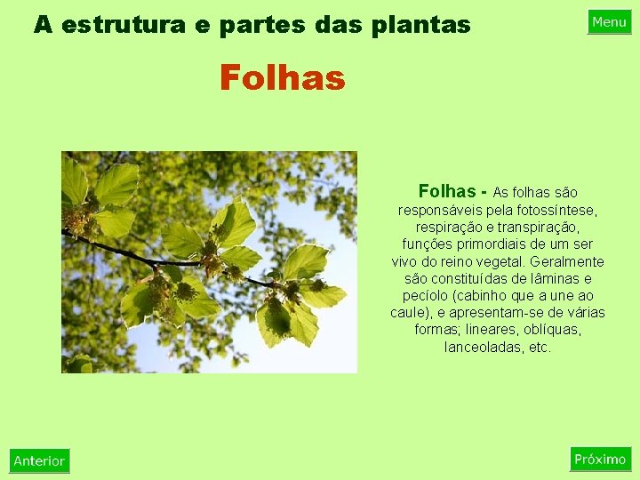 A estrutura e partes das plantas Folhas - As folhas são responsáveis pela fotossíntese,