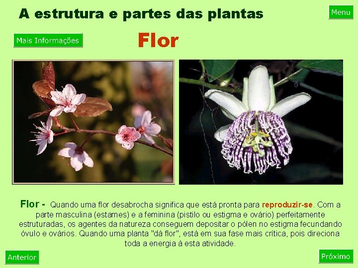 A estrutura e partes das plantas Flor - Quando uma flor desabrocha significa que