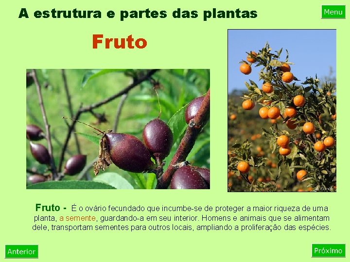 A estrutura e partes das plantas Fruto - É o ovário fecundado que incumbe-se