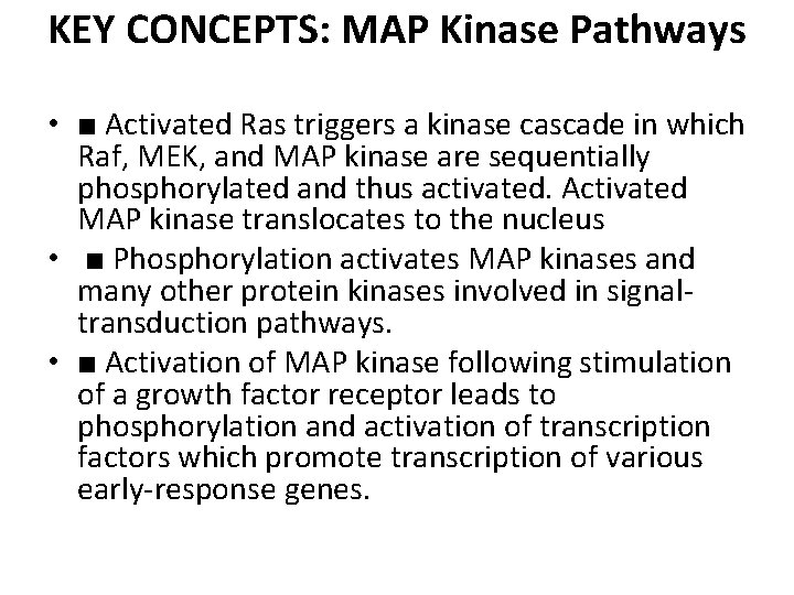 KEY CONCEPTS: MAP Kinase Pathways • ■ Activated Ras triggers a kinase cascade in