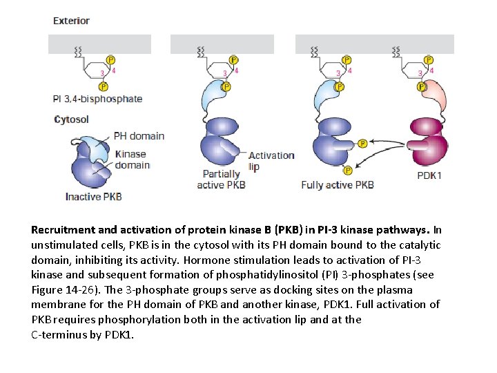 Recruitment and activation of protein kinase B (PKB) in PI-3 kinase pathways. In unstimulated