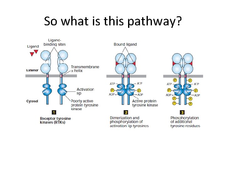 So what is this pathway? 