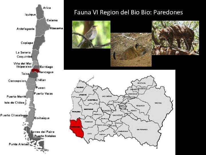 Fauna VI Region del Bio: Paredones 