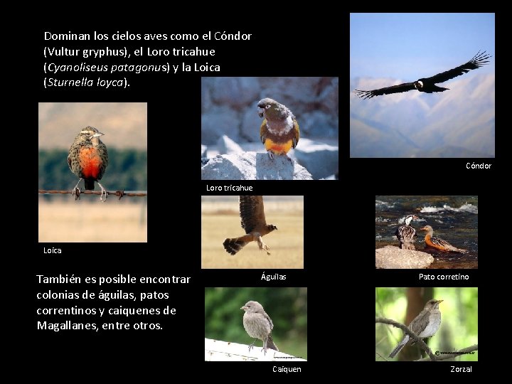 Dominan los cielos aves como el Cóndor (Vultur gryphus), el Loro tricahue (Cyanoliseus patagonus)