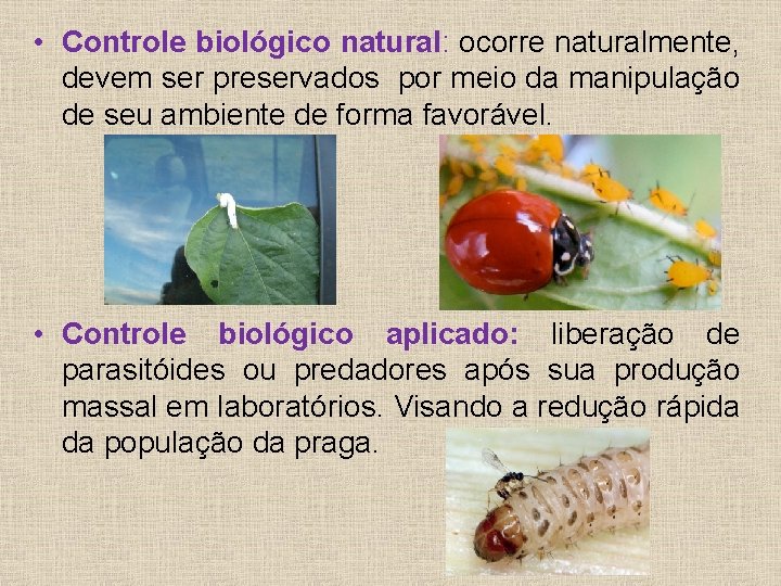  • Controle biológico natural: ocorre naturalmente, devem ser preservados por meio da manipulação
