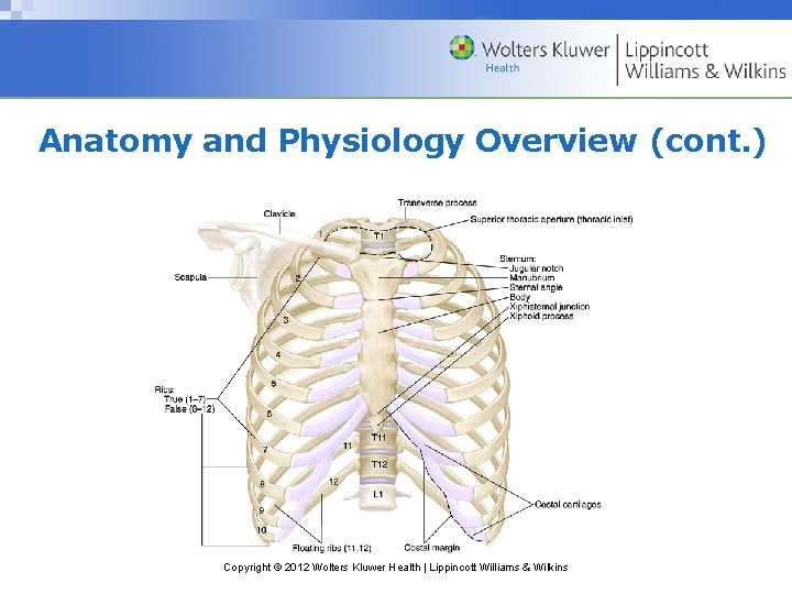 Anatomy and Physiology Overview (cont. ) Copyright © 2012 Wolters Kluwer Health | Lippincott