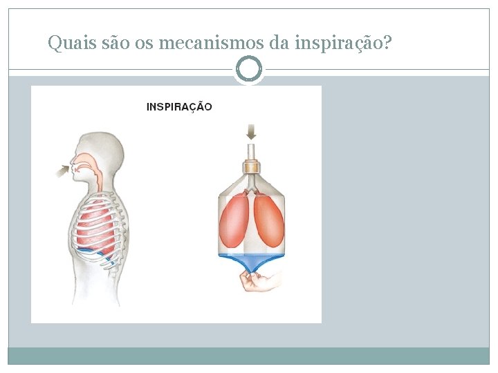 Quais são os mecanismos da inspiração? 