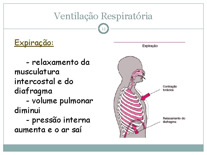 Ventilação Respiratória 11 Expiração: - relaxamento da musculatura intercostal e do diafragma - volume