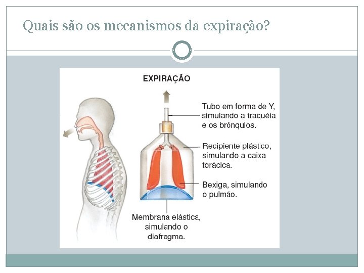 Quais são os mecanismos da expiração? Quais são os mecanismos da expiração?