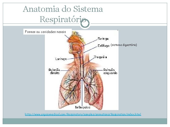 Anatomia do Sistema Respiratório Fossas ou cavidades nasais (sistema digestório) http: //www. argosymedical. com/Respiratory/samples/animations/Respiration/index.