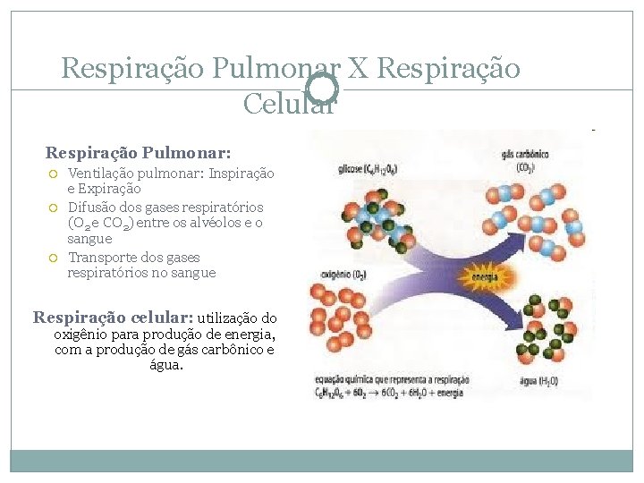 Respiração Pulmonar X Respiração Celular Respiração Pulmonar: Ventilação pulmonar: Inspiração e Expiração Difusão dos