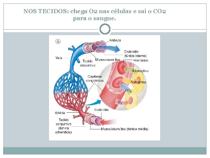 NOS TECIDOS: chega O 2 nas células e sai o CO 2 para o