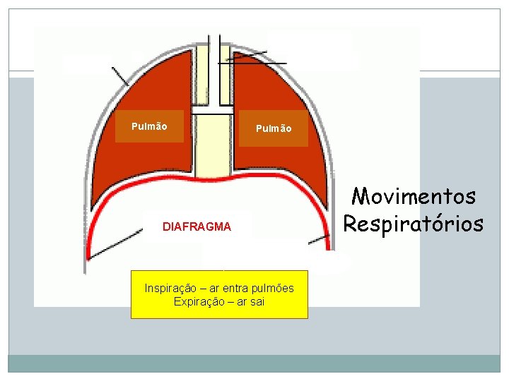 Mediastino Traquéia Pleura Pulmão DIAFRAGMA Inspiração – ar entra pulmões Expiração – ar sai Mediastino Traquéia Pleura Pulmão DIAFRAGMA Inspiração – ar entra pulmões Expiração – ar sai