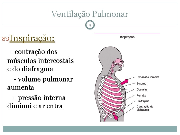 Ventilação Pulmonar 9 Inspiração: - contração dos músculos intercostais e do diafragma - volume