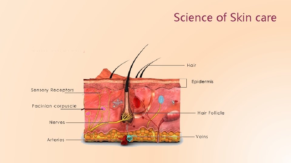 Science of Skin care 