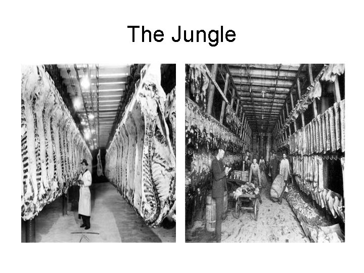 The Jungle 