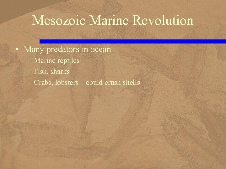Mesozoic Marine Revolution • Many predators in ocean – Marine reptiles – Fish, sharks