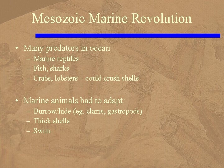 Mesozoic Marine Revolution • Many predators in ocean – Marine reptiles – Fish, sharks