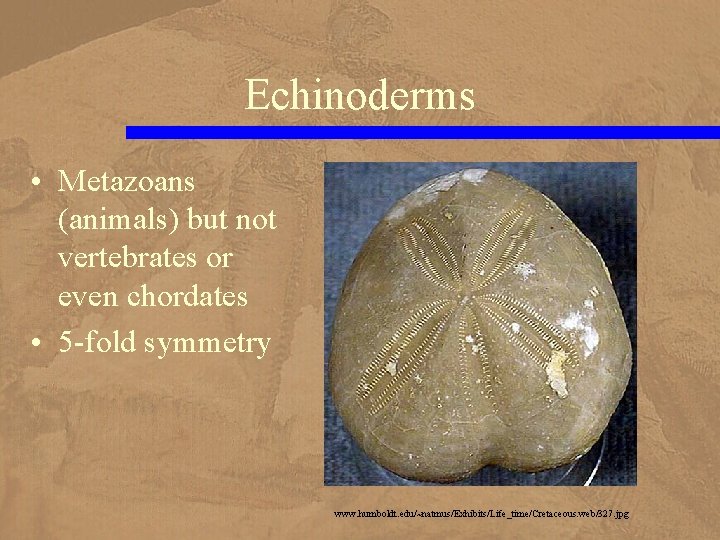 Echinoderms • Metazoans (animals) but not vertebrates or even chordates • 5 -fold symmetry