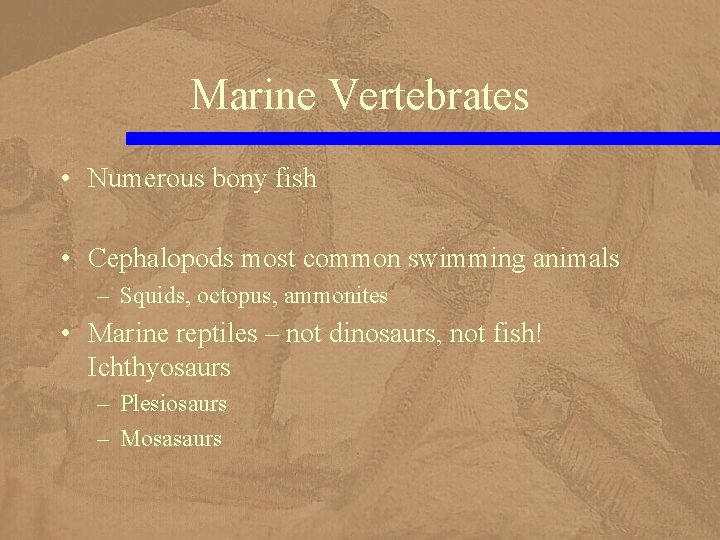 Marine Vertebrates • Numerous bony fish • Cephalopods most common swimming animals – Squids,