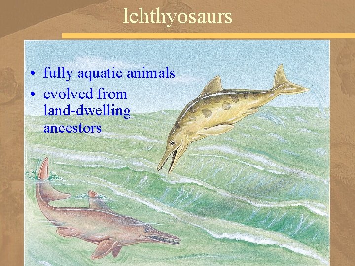 Ichthyosaurs • fully aquatic animals • evolved from land-dwelling ancestors 