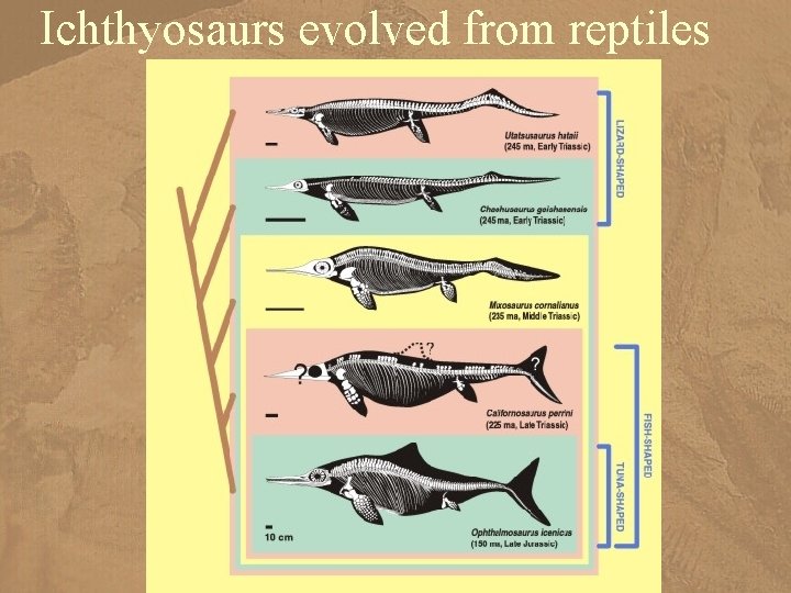 Ichthyosaurs evolved from reptiles http: //www. ucmp. berkeley. edu/people/motani/ichthyo/intro. html 