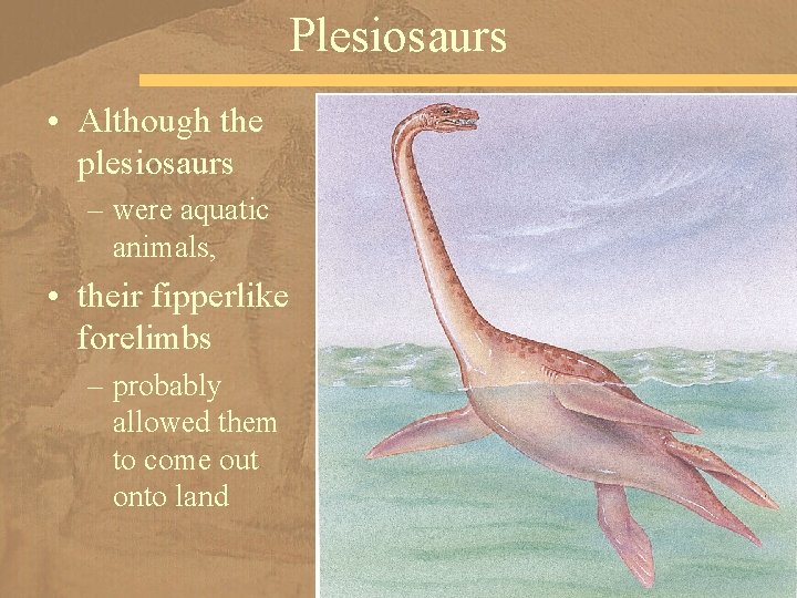 Plesiosaurs • Although the plesiosaurs – were aquatic animals, • their fipperlike forelimbs –