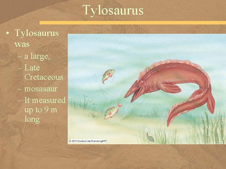 Tylosaurus • Tylosaurus was – a large, – Late Cretaceous – mosasaur – It