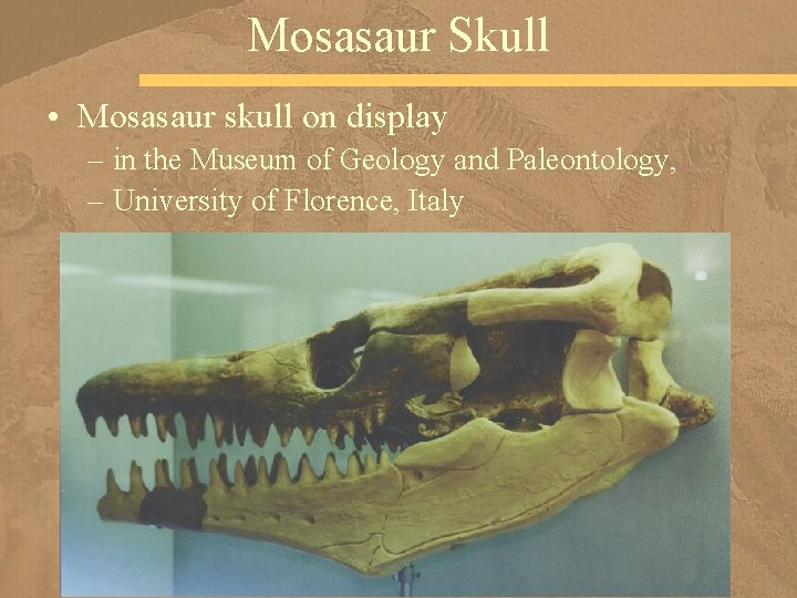Mosasaur Skull • Mosasaur skull on display – in the Museum of Geology and