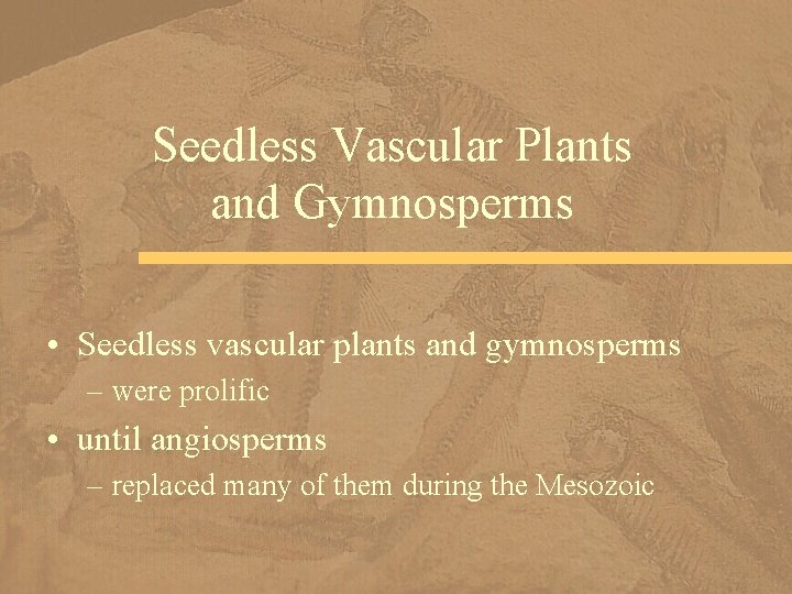 Seedless Vascular Plants and Gymnosperms • Seedless vascular plants and gymnosperms – were prolific
