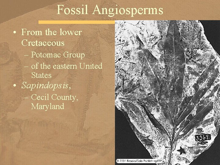 Fossil Angiosperms • From the lower Cretaceous – Potomac Group – of the eastern