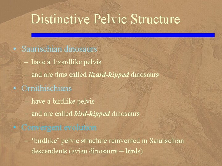 Distinctive Pelvic Structure • Saurischian dinosaurs – have a 1 izardlike pelvis – and